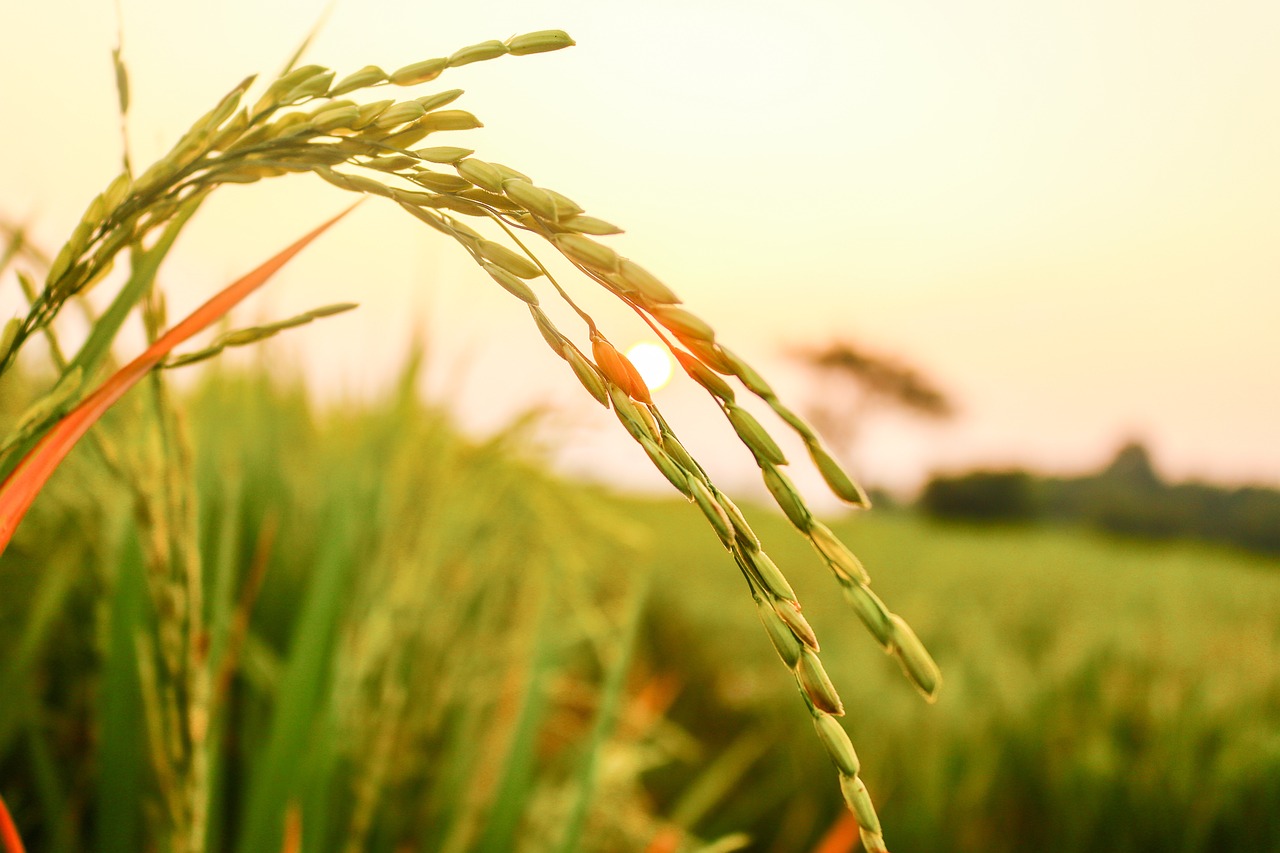 rice, rice seeds, agriculture-3607406.jpg